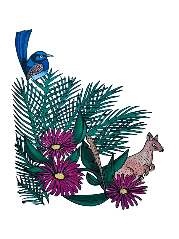 blue wren and kangaroo illustration