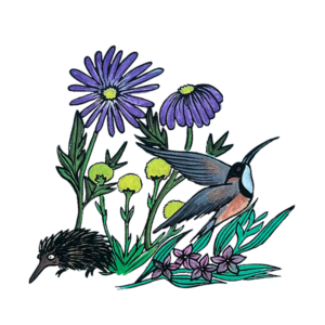 honeyeater and echidna illustration