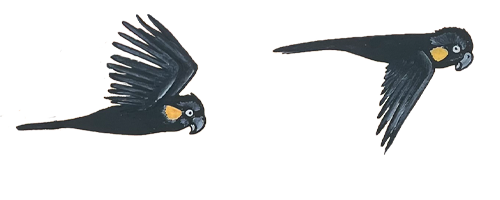Illustration of 2 black cockatoos